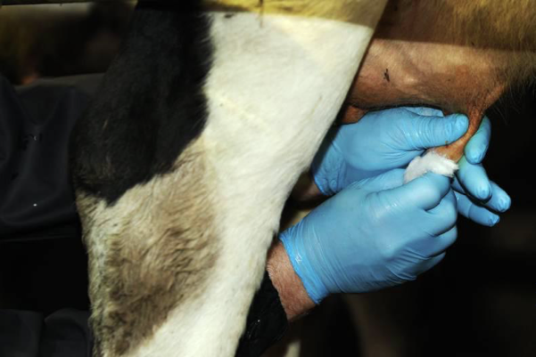 Dairylink: Selective dry cow therapy in Cavan